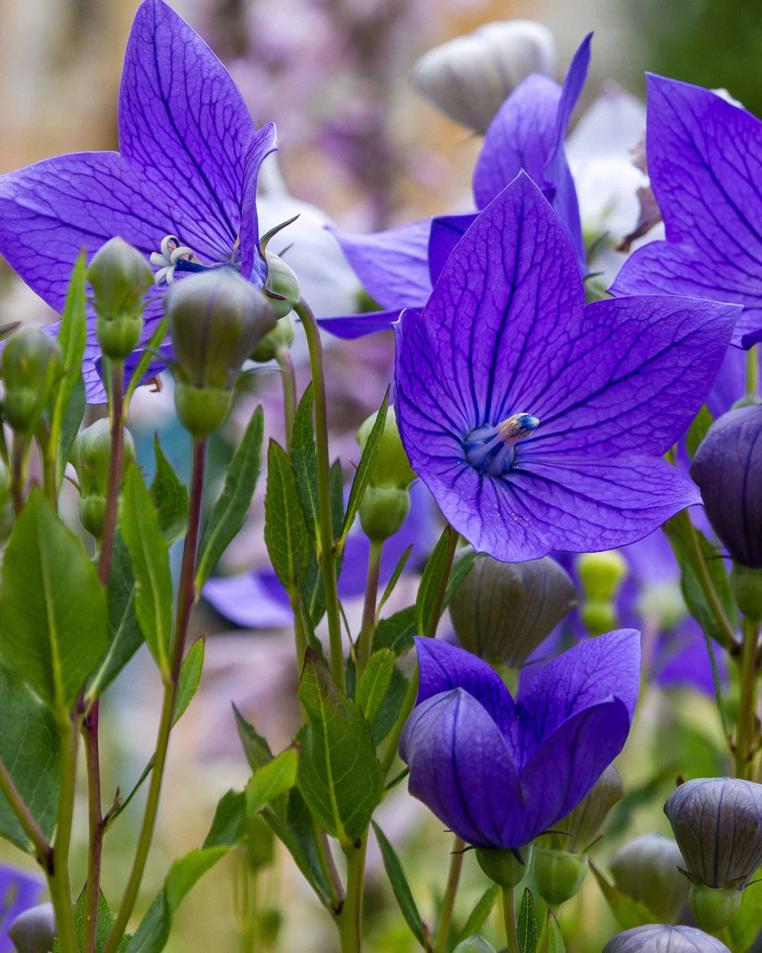 Close-up of purple flowers with green leaves