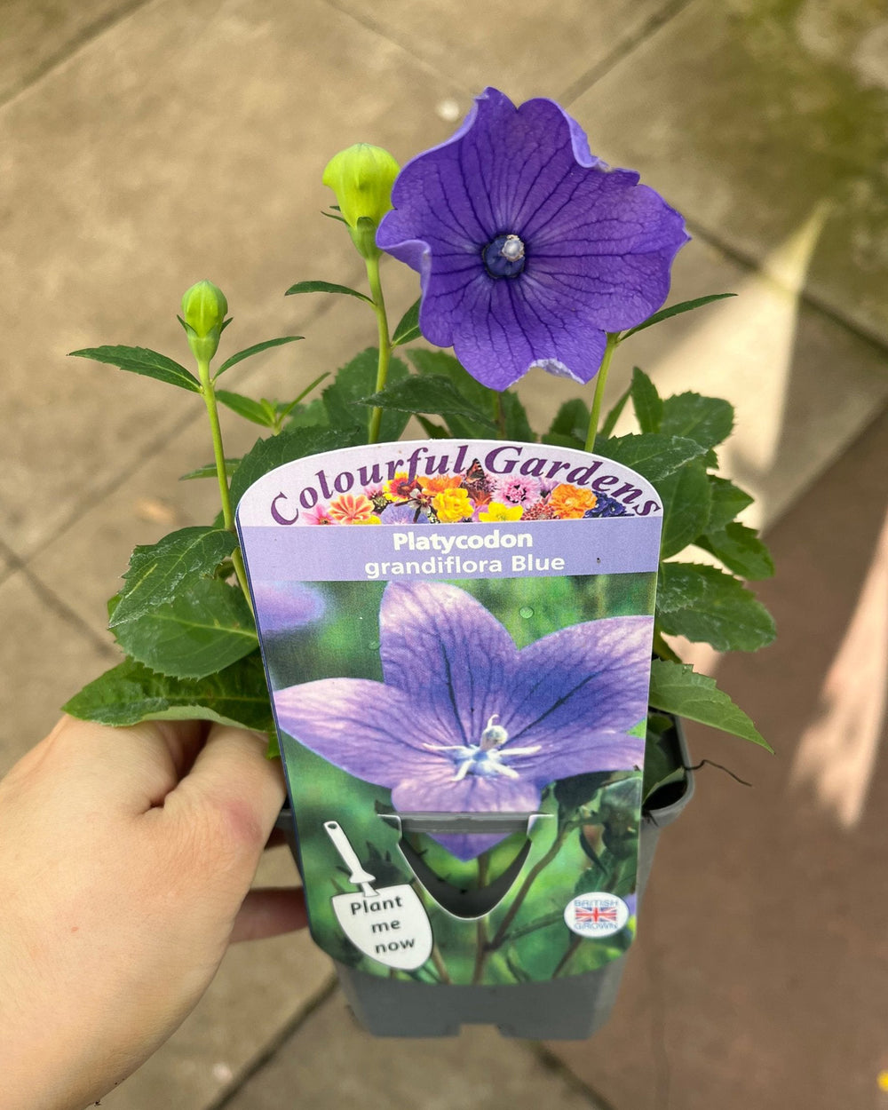 Platycodon plant with a 'Colourful Gardens' label held by a hand on a concrete surface.