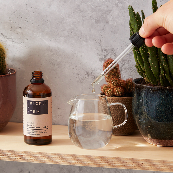 Hand pouring liquid from a dropper into a watering jug on a shelf with 'Prickle & Stem' bottle and cacti in the background.