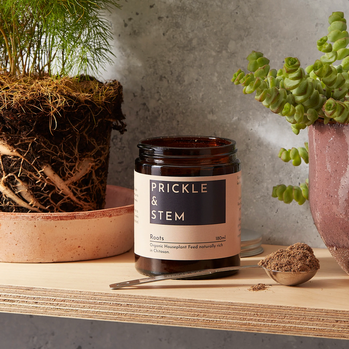 Jar of Prickle & Stem roots feed, with a scoup of the product alongside on a shelf with a potted houseplant and an un-potted houseplant to show it roots