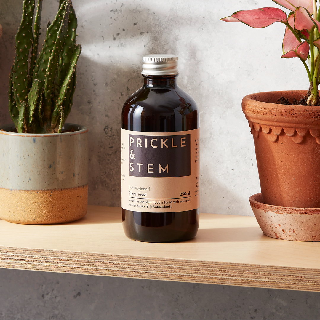 Bottle of Prickle & Stem Ready To Use Plant Feed on a shelf between two potted houseplants
