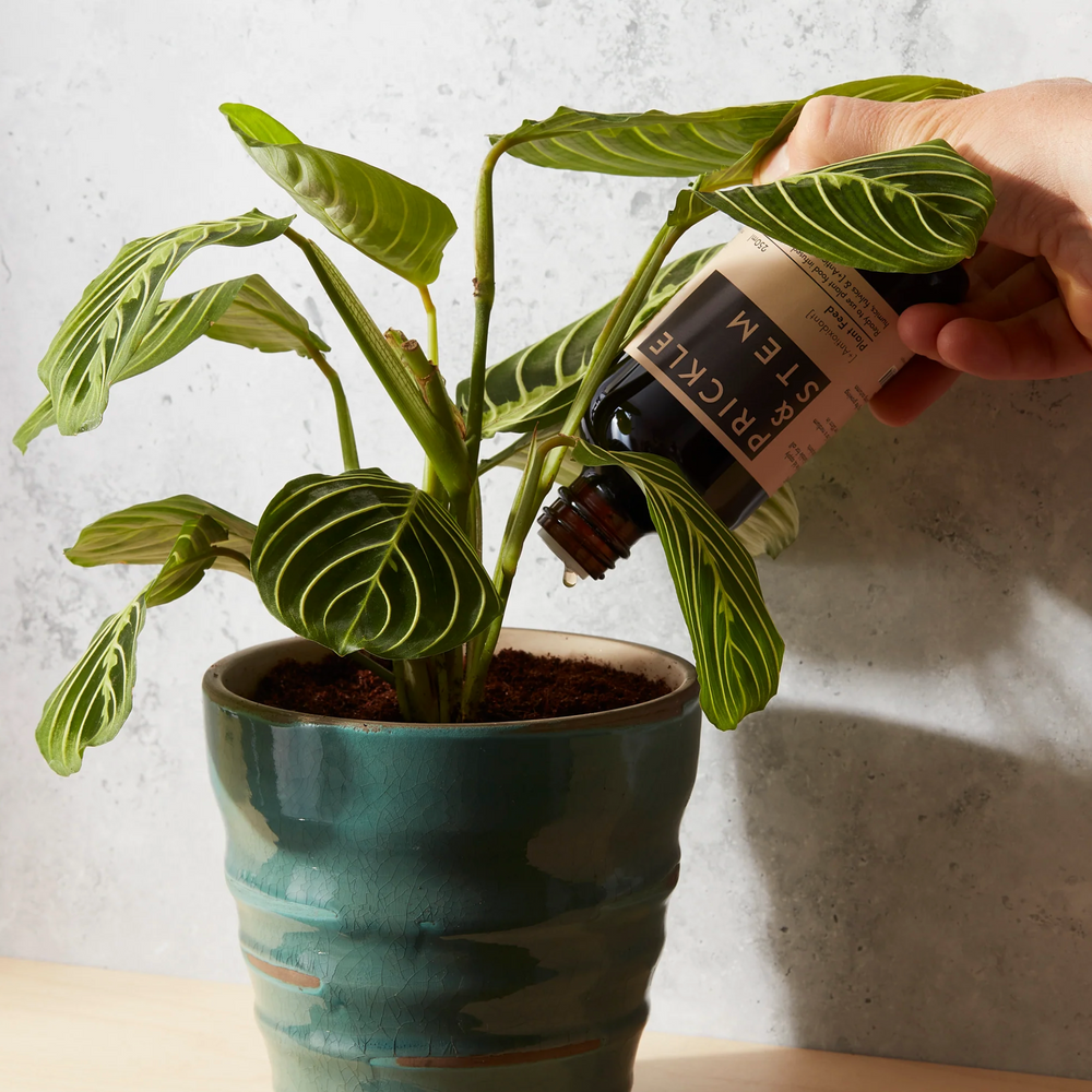 Person applying ready to use Plant Feed direct to compost of a potted houseplant