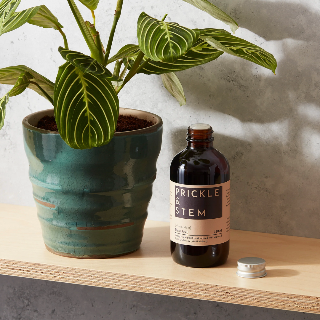 Bottle of 'Prickle & Stem' ready to use plant feed on a wooden surface with a houseplant alongside