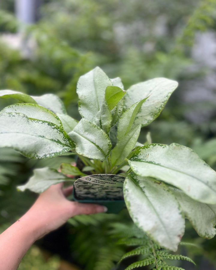 hand holding pot of silver-green leaved plant