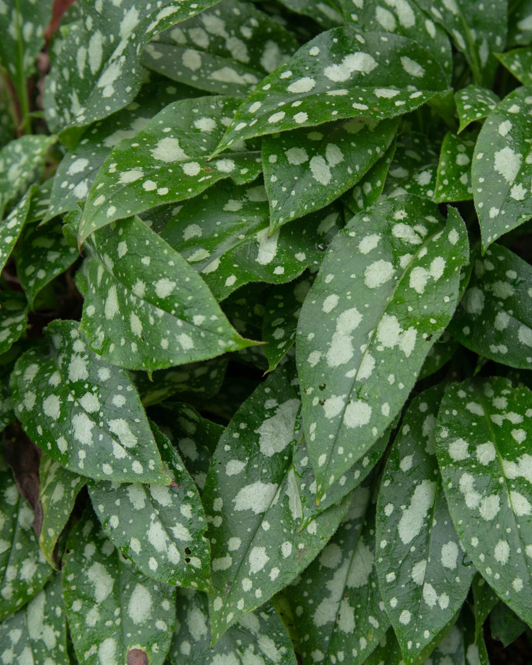 close up of green and pale spotted foliage