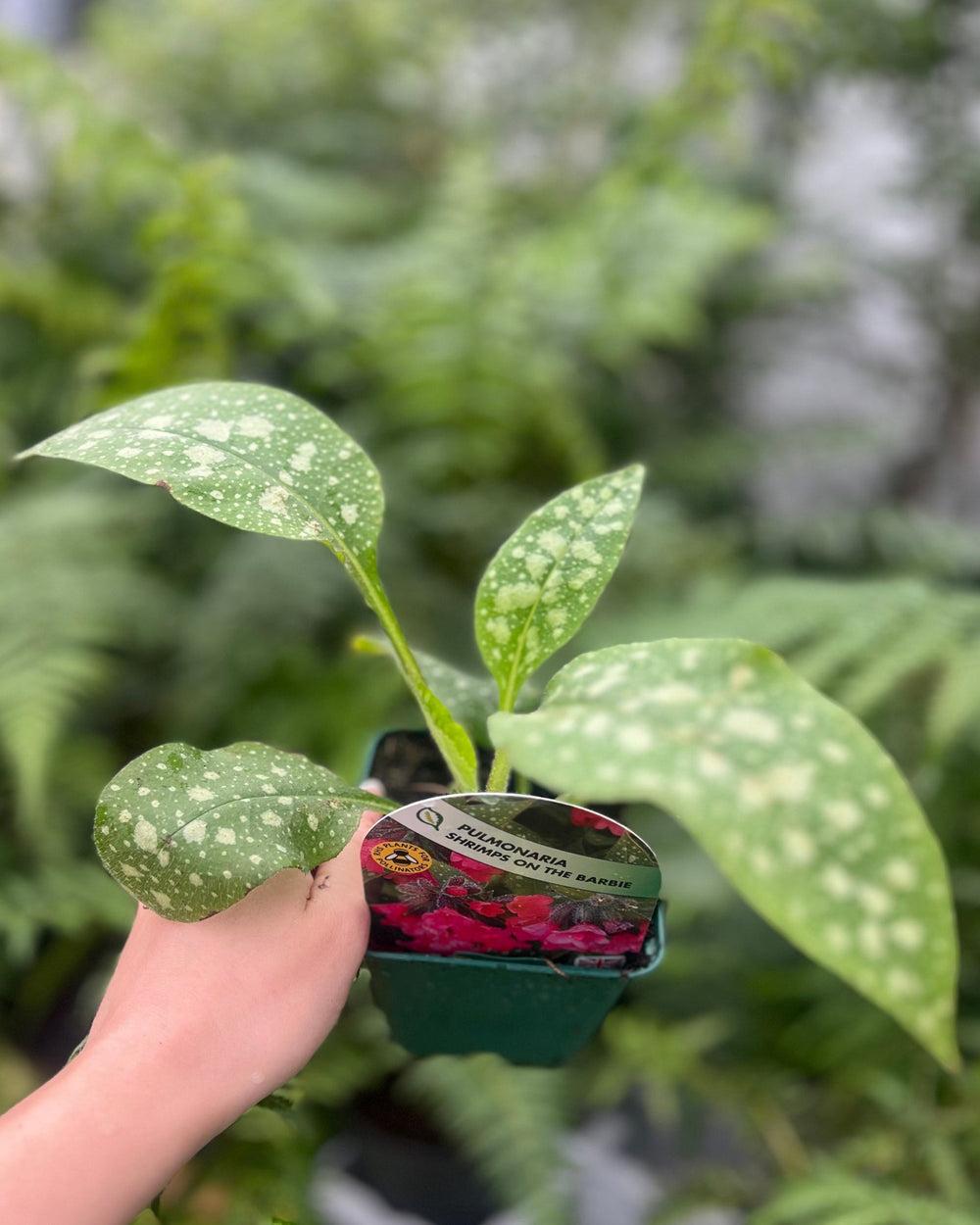 young plant held in hand with prominent label show the pink flowers