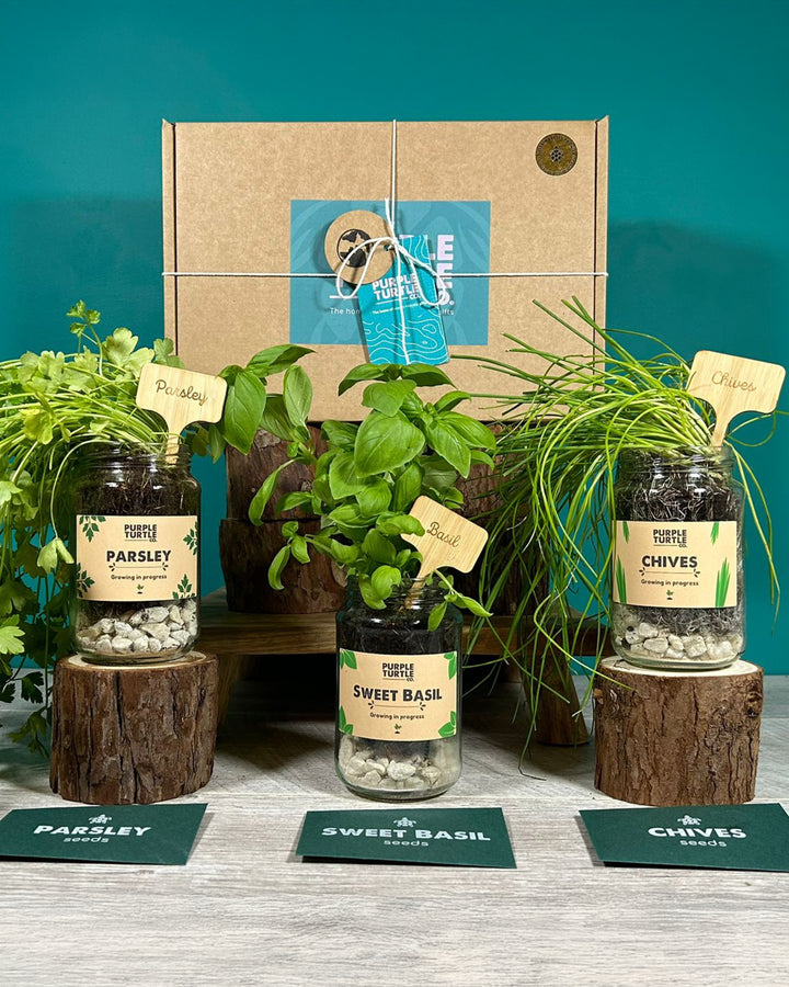 Herb starter kit with jars labeled parsley, sweet basil, and chives on a wooden surface.