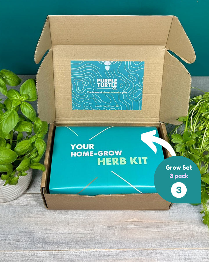 Open cardboard box containing a home-grow herb kit with 'Purple Turtle' branding.