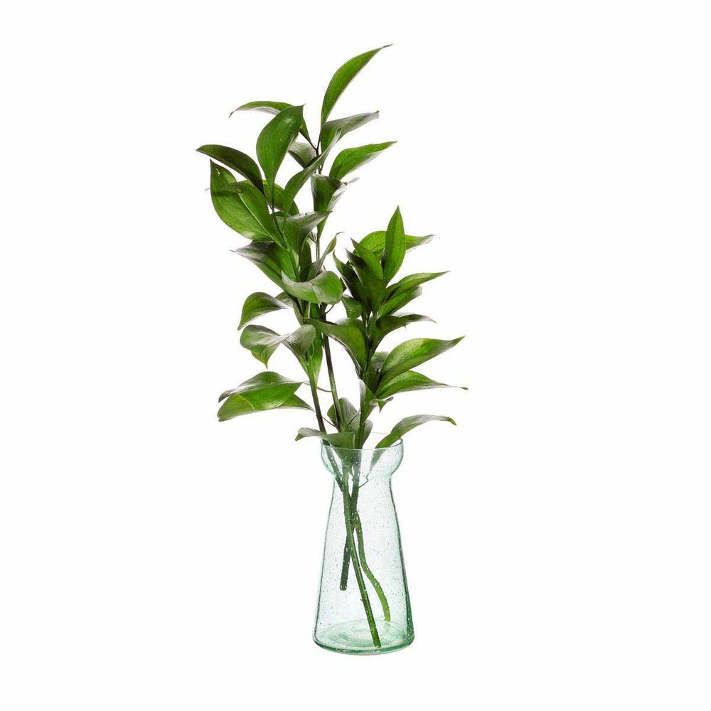 Clear glass vase with green plant on a white background
