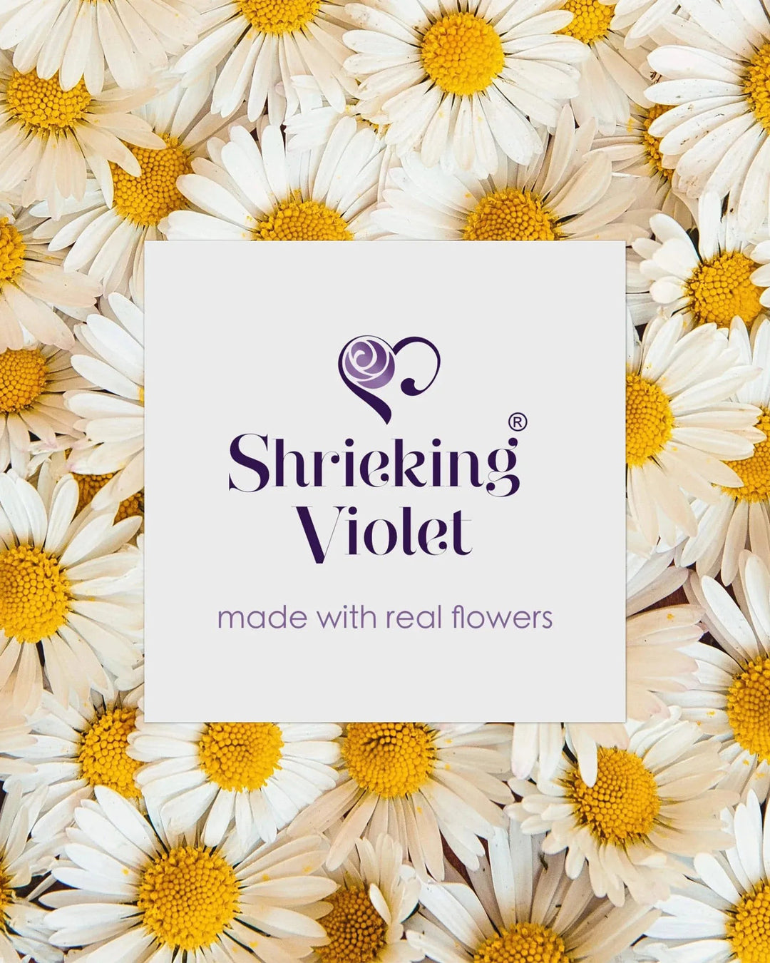 Shrieking Violet product with white and yellow flowers in the background