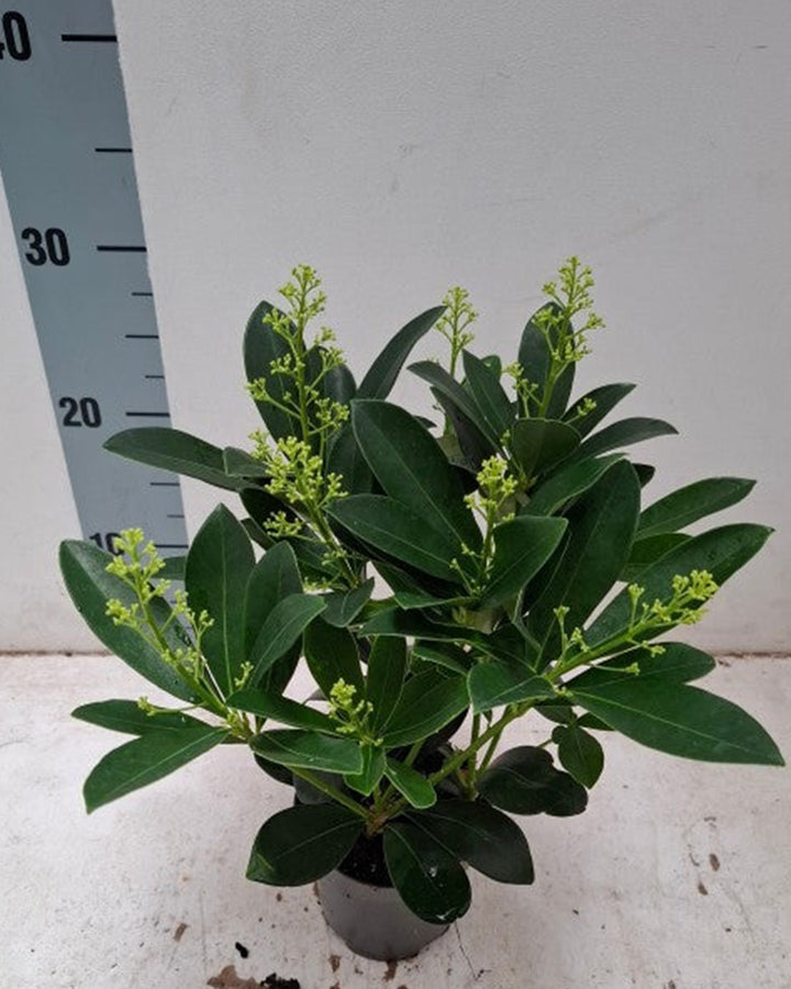 Potted plant with a ruler for scale on a light background