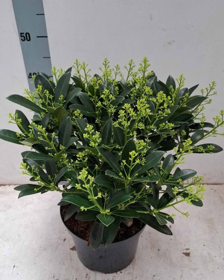 Potted plant with a ruler for scale on a light background