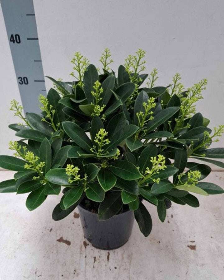 Potted plant with green leaves on a light gray background