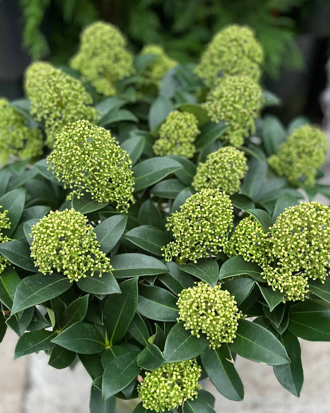Close-up of green shrubbery with clusters of buds.