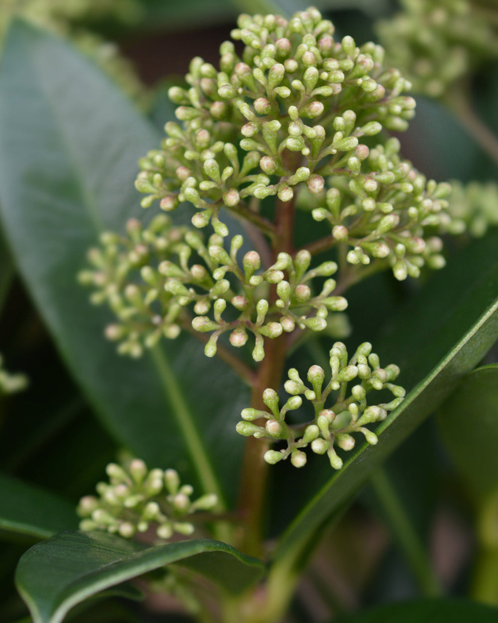 Close-up of a cluster of green flower buds on a plant with dark green leaves.