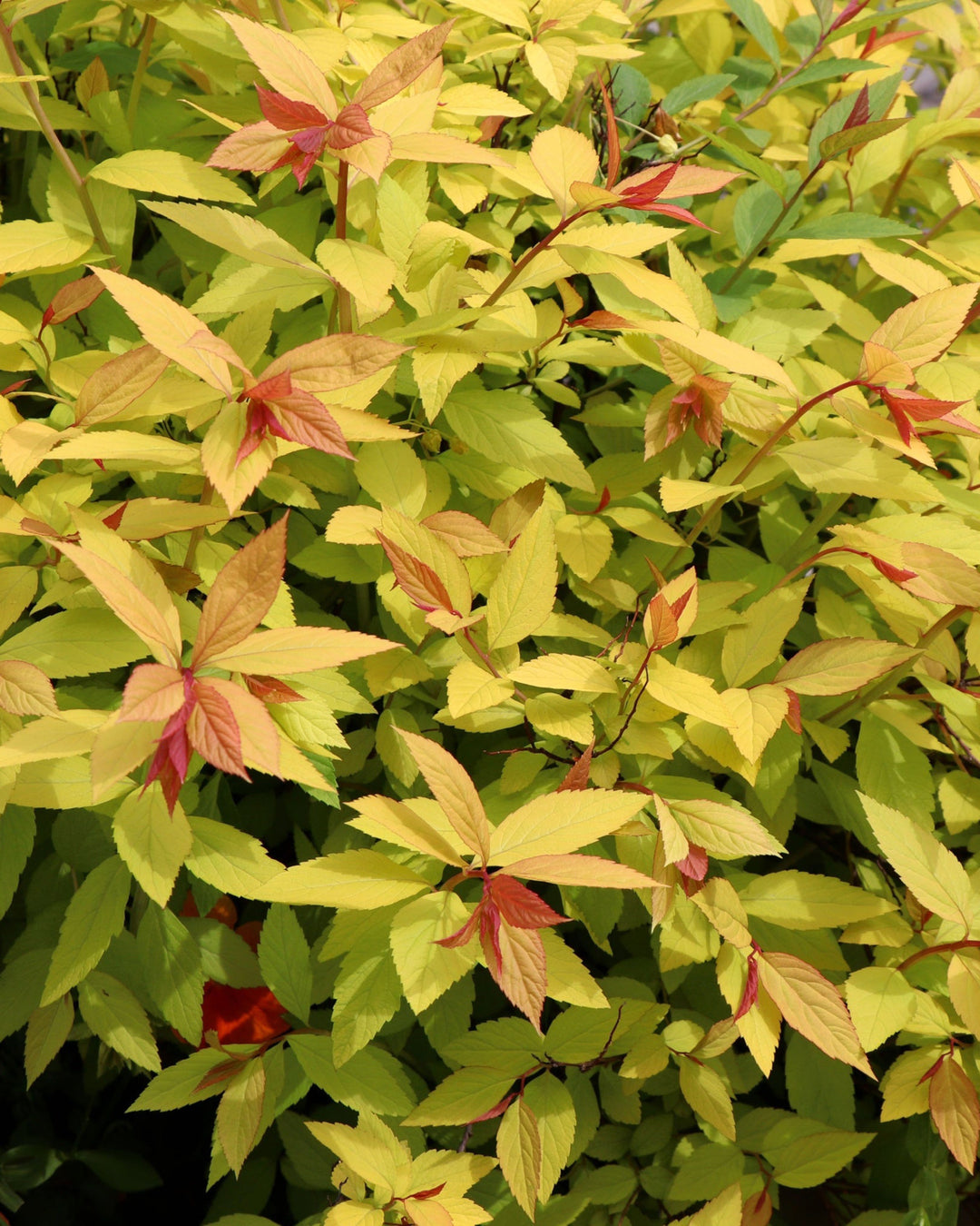 bright golden yellow leaves with red tips to new growth on a small shrub