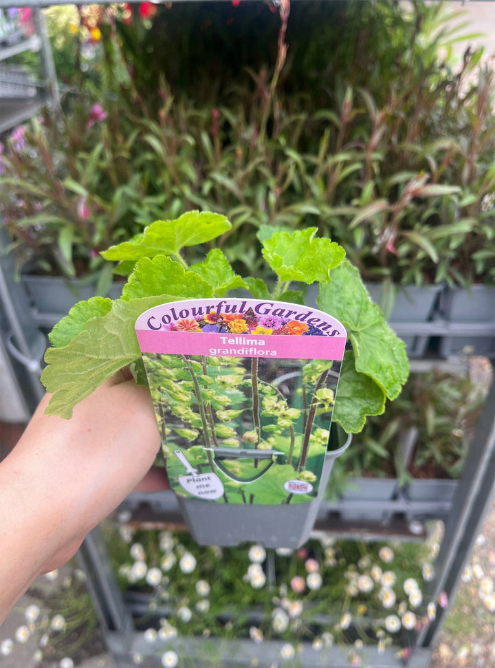 Tellima grandiflora 9cm Pot