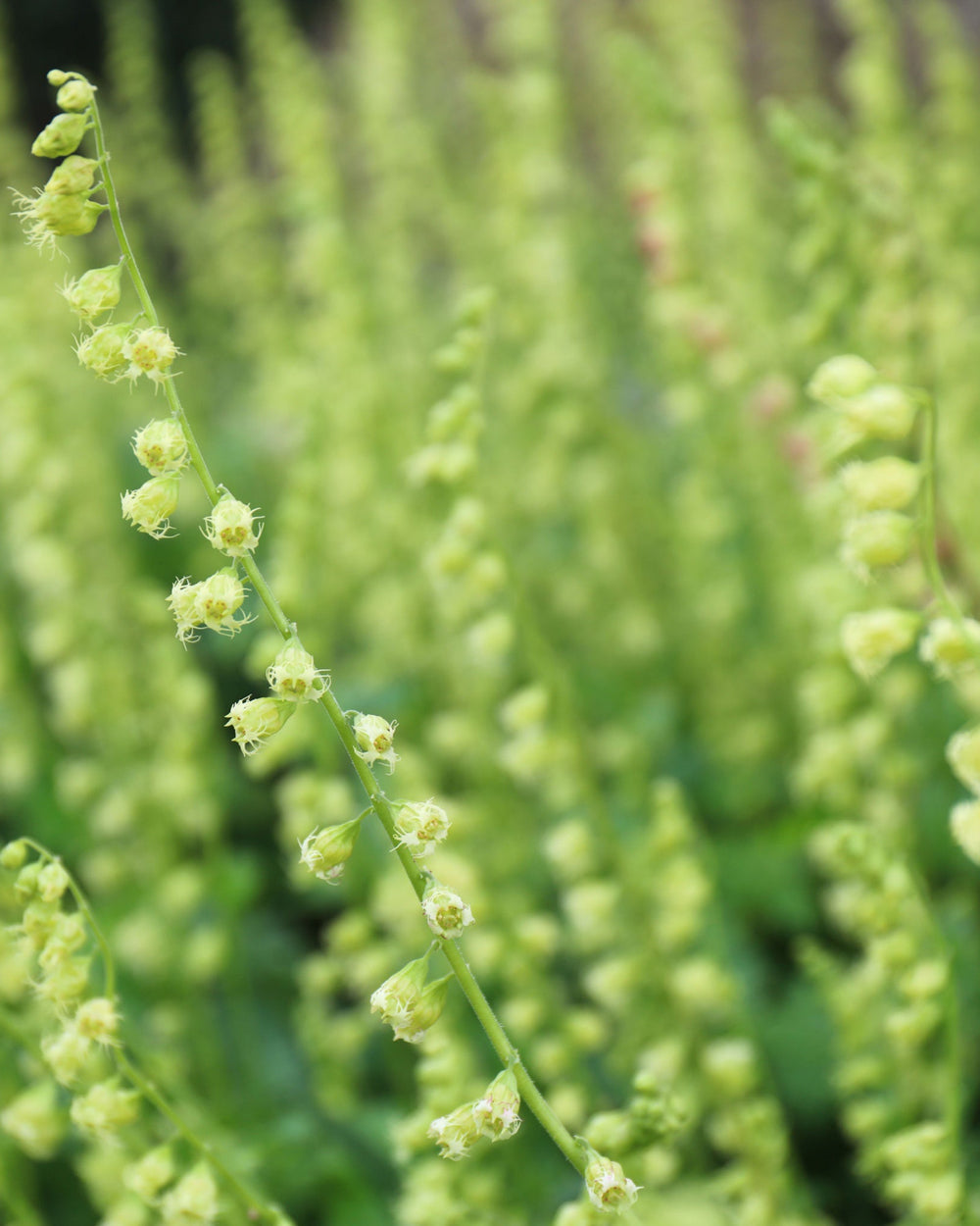 close up of green fringed up flowers of tellima