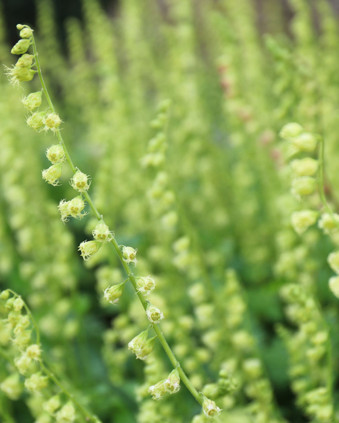close up of green fringed up flowers of tellima