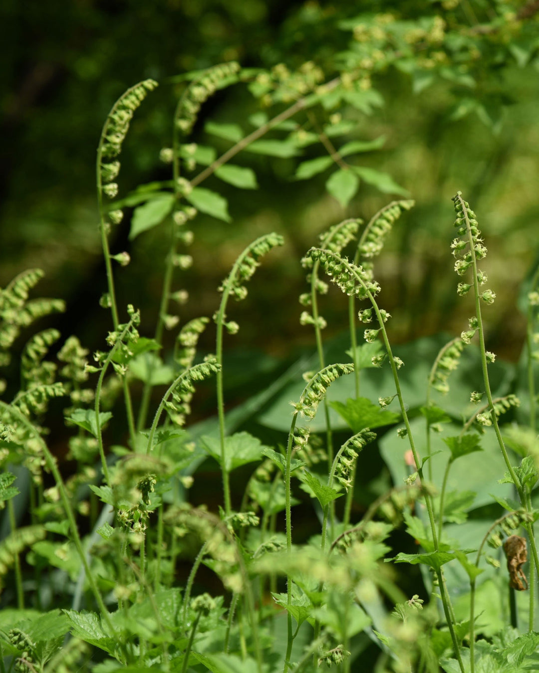 green foliage and flowers of tellima