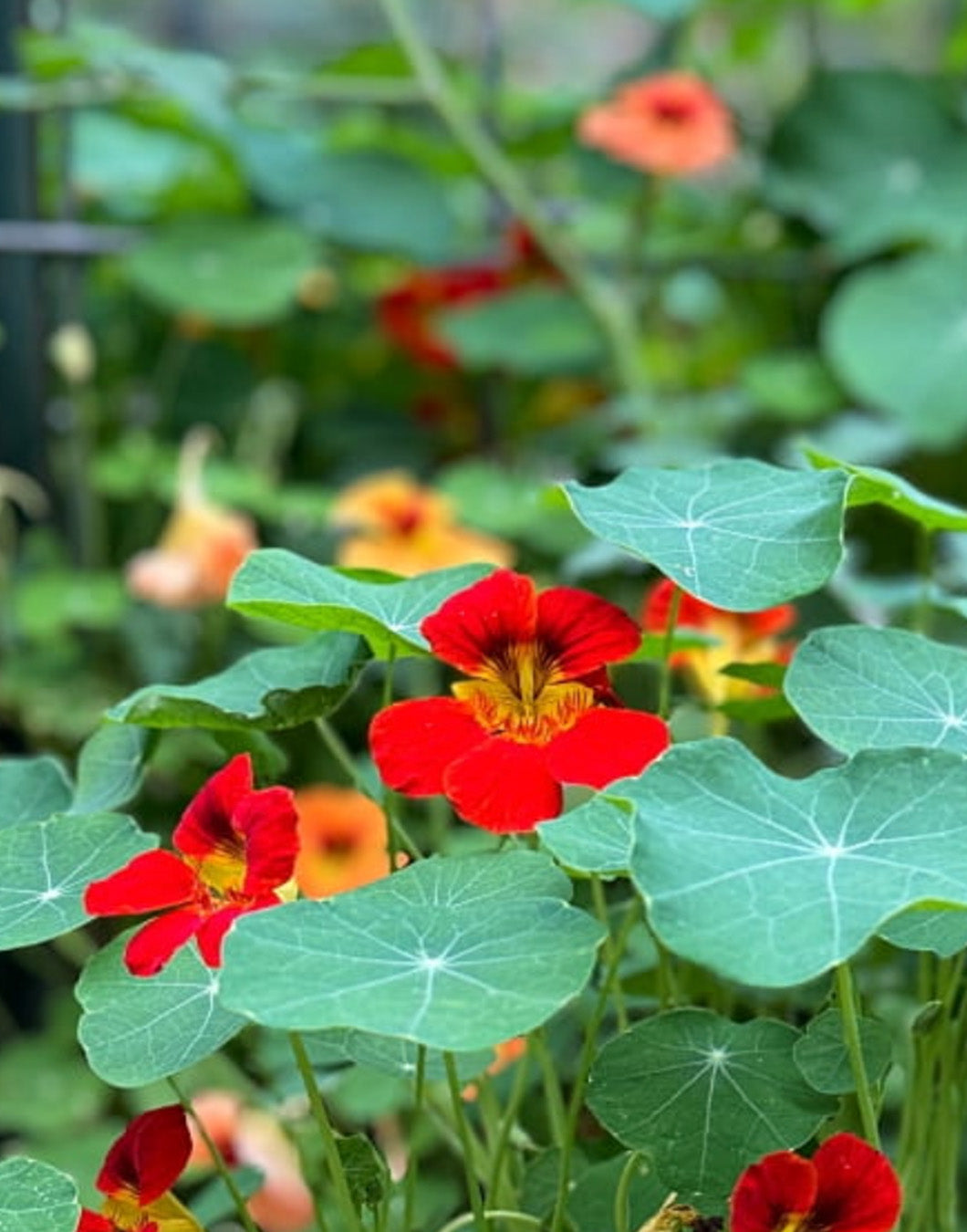 The Plant Gift Company Grow Your Own Edible Flowers Eco Mini Grow Kit