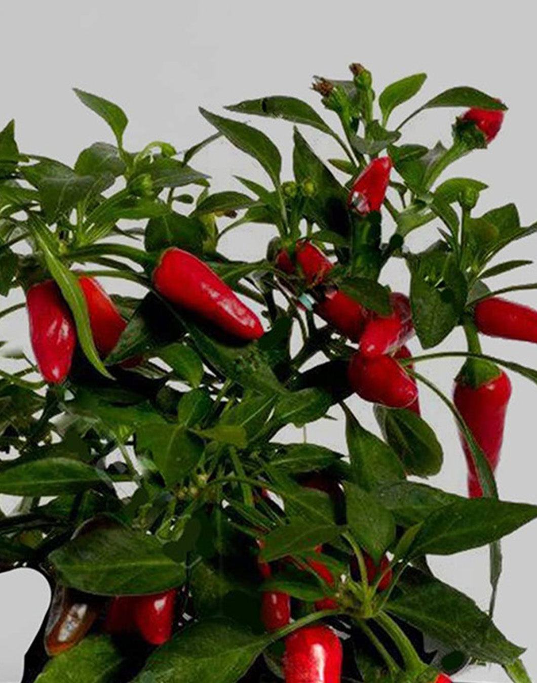 The Plant Gift Company Grow Your Own Red Hot Chillies Eco Mini Grow Kit