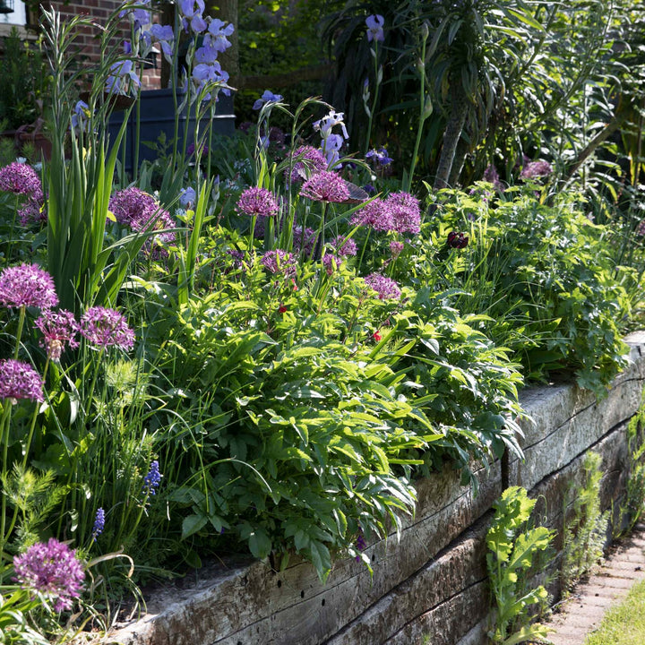 The Raised Bed Book By David Hurrion - Signed Copy