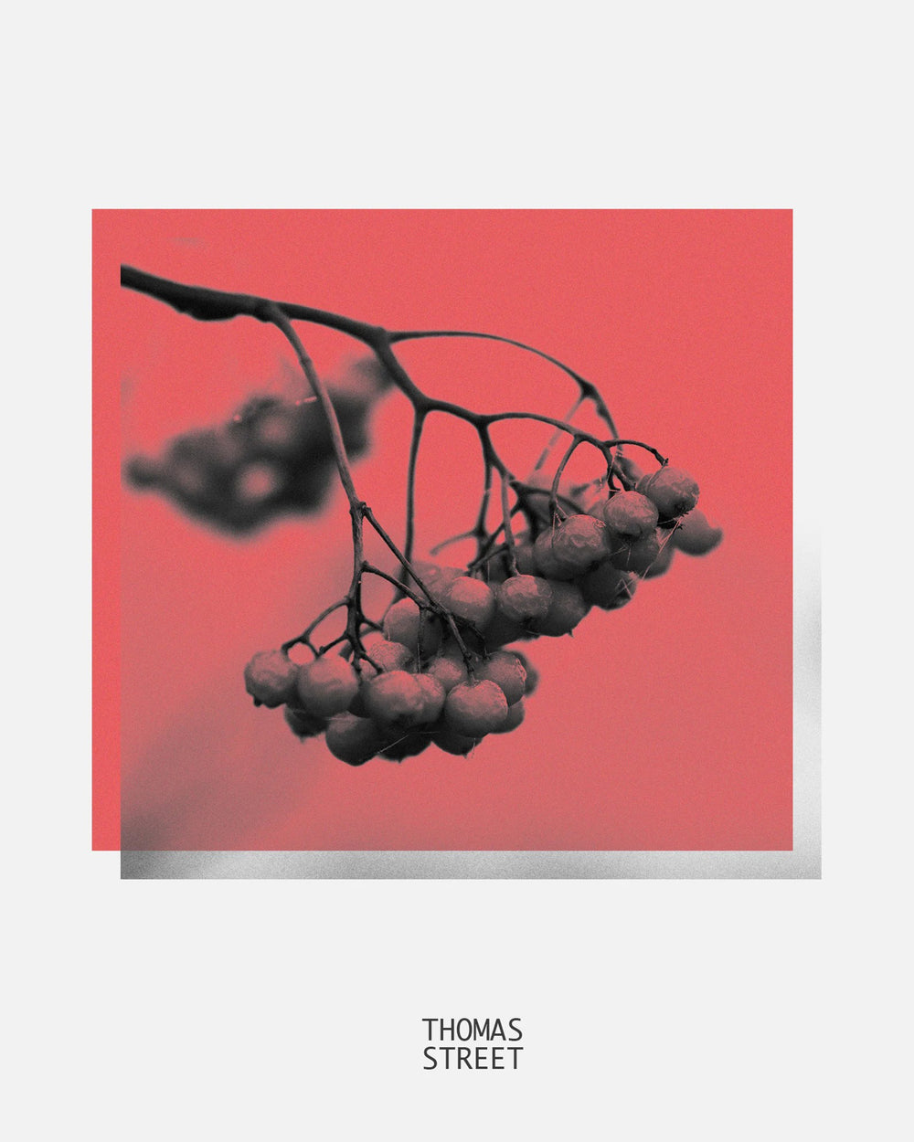Black branch with berries on a red background, featuring the brand 'Thomas Street'.