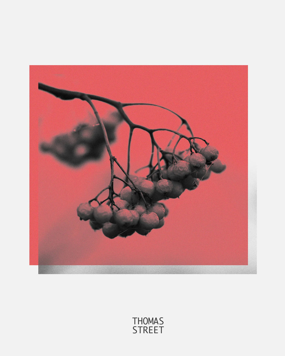 Black and white branch with berries on a red background, featuring the text 'Thomas Street'.