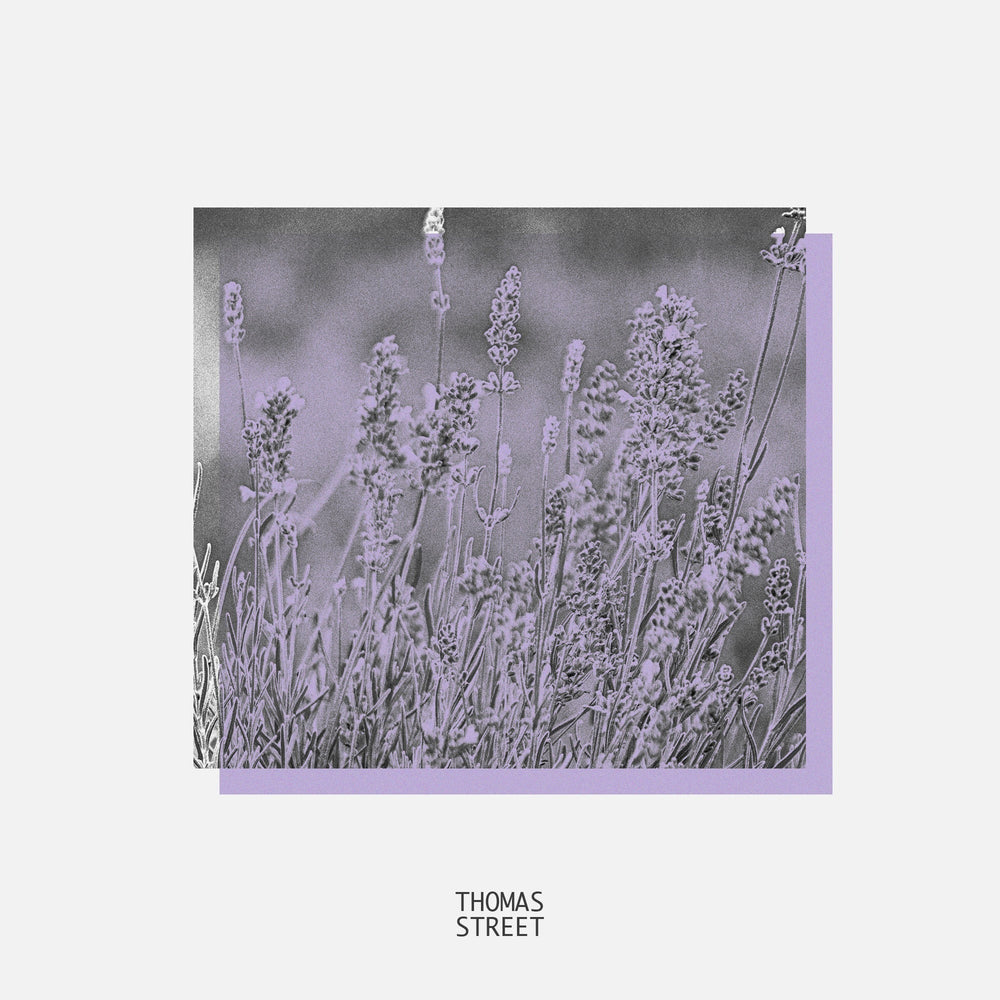 Artistic depiction of lavender flowers with a purple border and 'Thomas Street' branding.