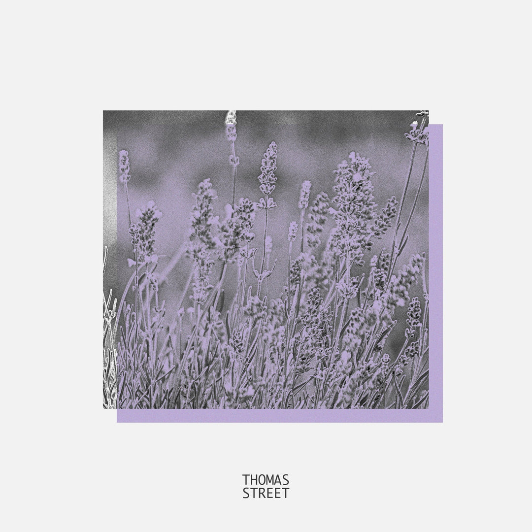Artistic depiction of lavender flowers with a purple border and 'Thomas Street' branding.