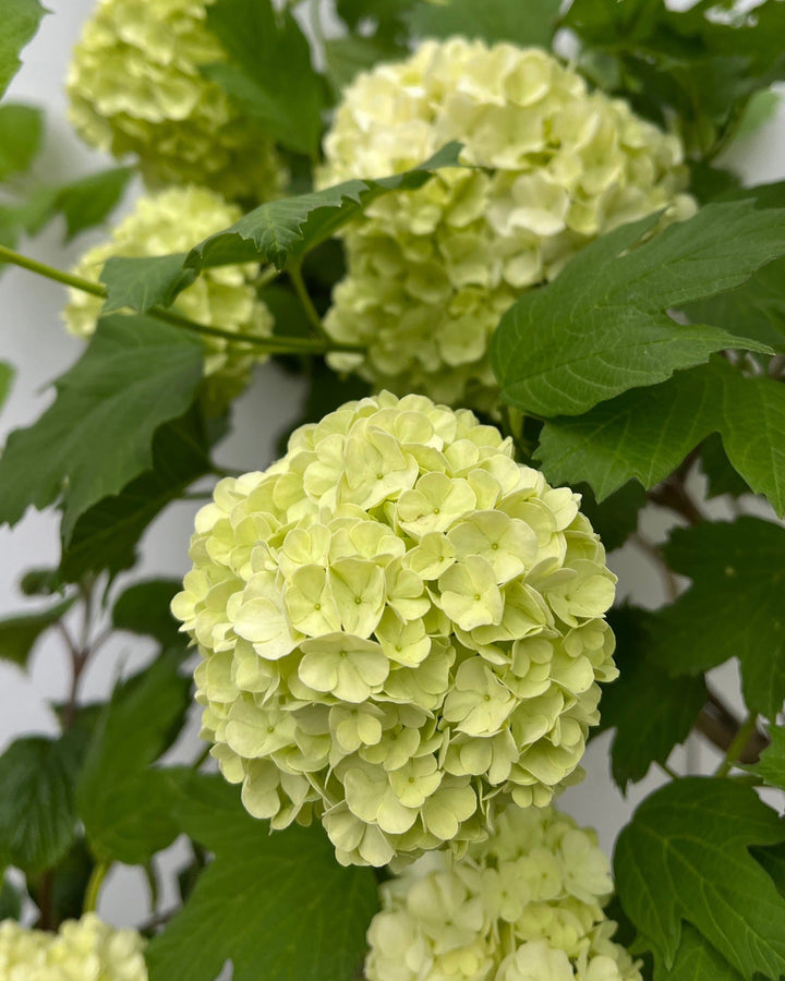 Close-up of light green hydrangea flowers with leaves on a blurred background