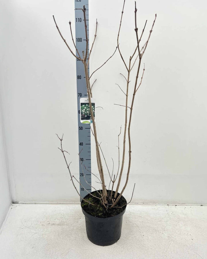 Potted plant with bare branches next to a height measurement ruler on a white background