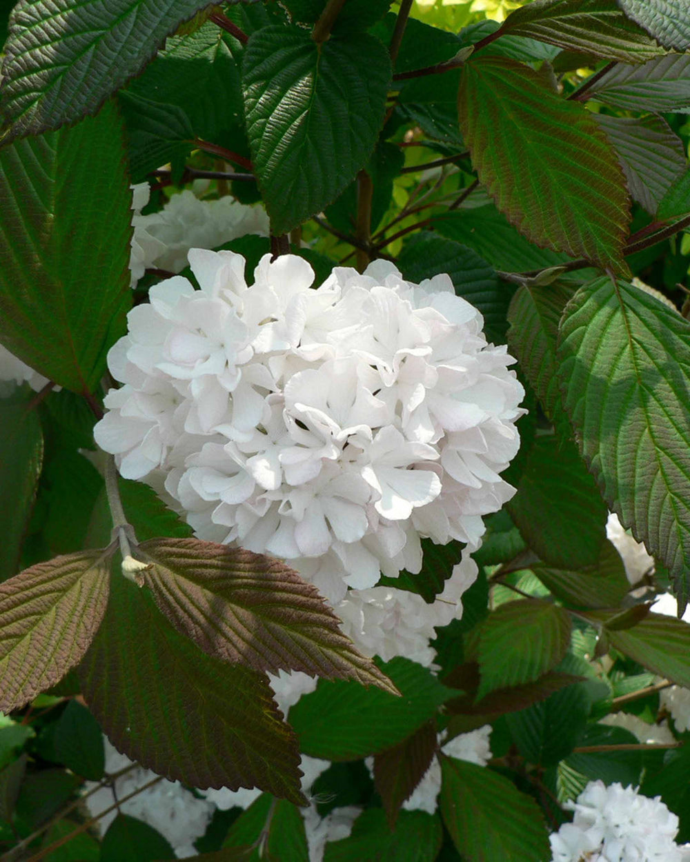 White flower cluster surrounded by green leaves