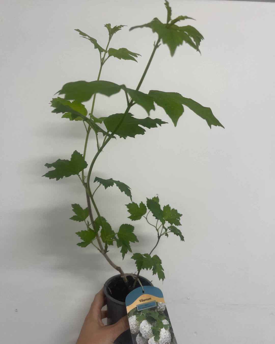 Potted plant with green leaves against a white background