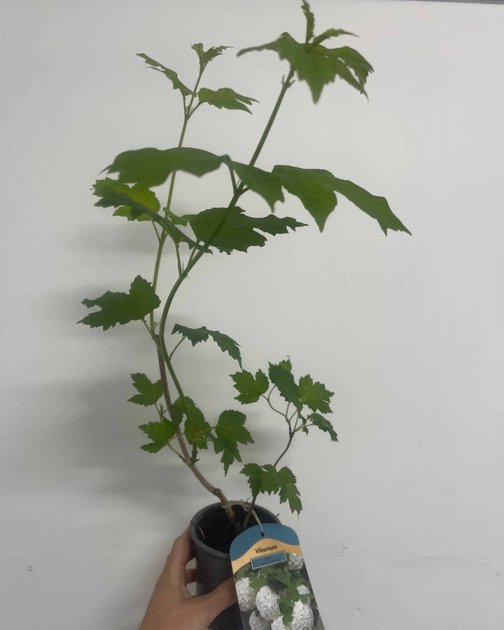 Potted plant with green leaves against a white background