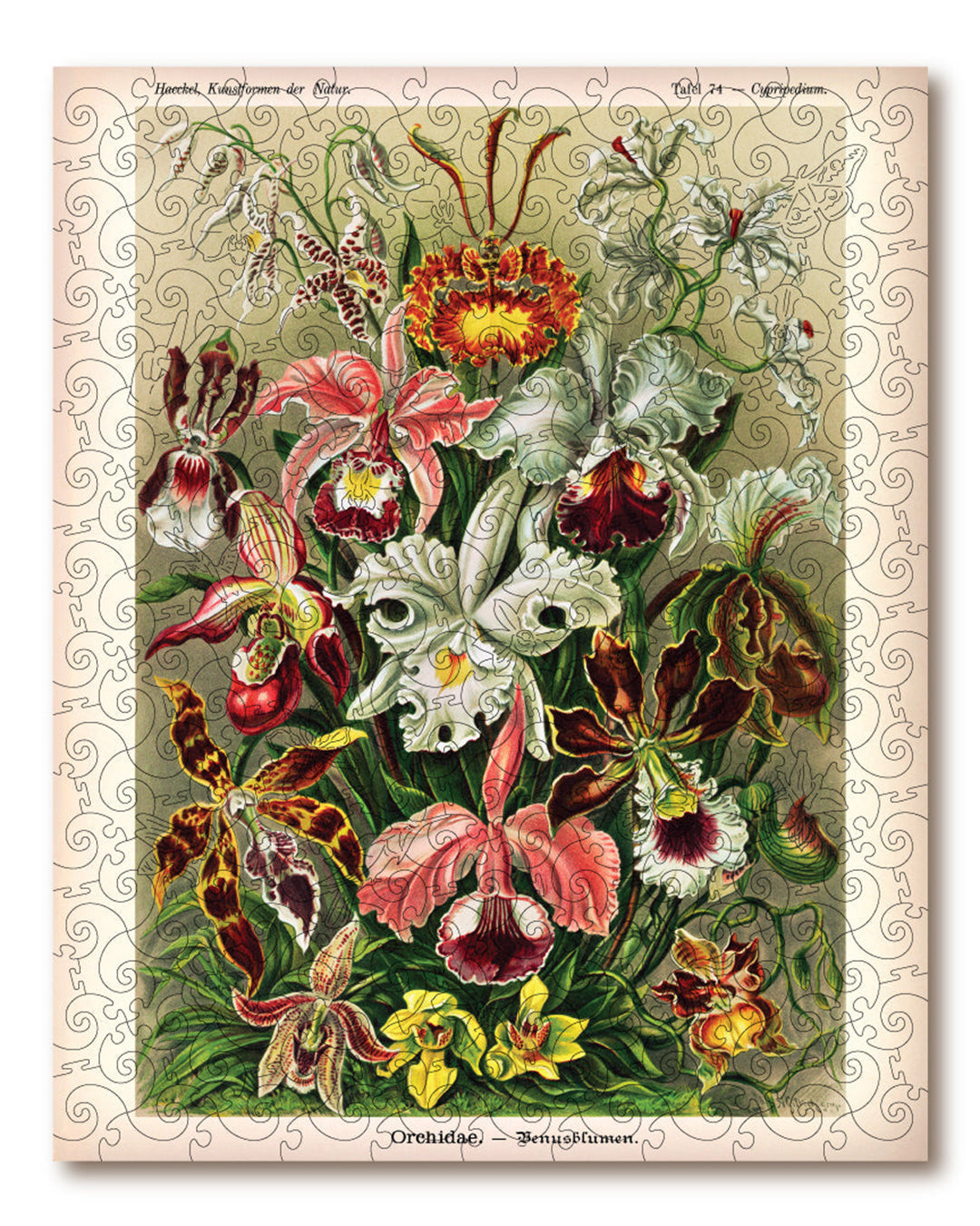 Vintage-style illustration of various orchids on a decorative background
