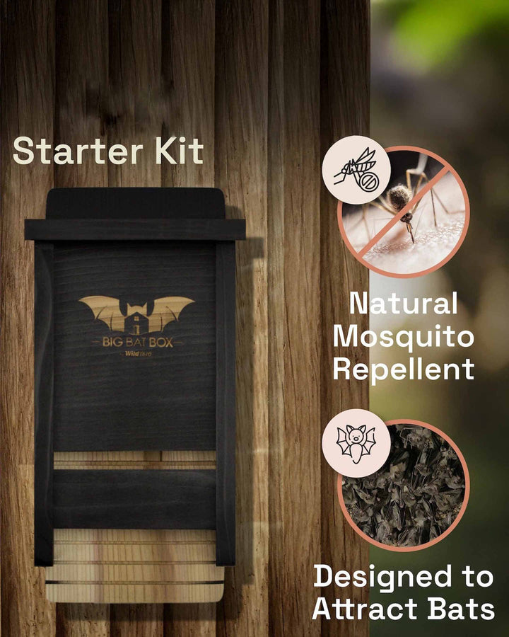 Black mosquito repellent box with 'Big Bat Box' branding on a wooden surface, featuring text about natural mosquito repellent and bat attraction.
