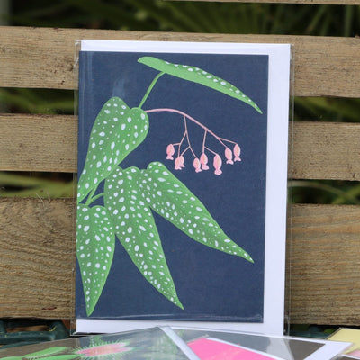 Cane Begonia Greetings Card - Norman & Vera Garden Emporium