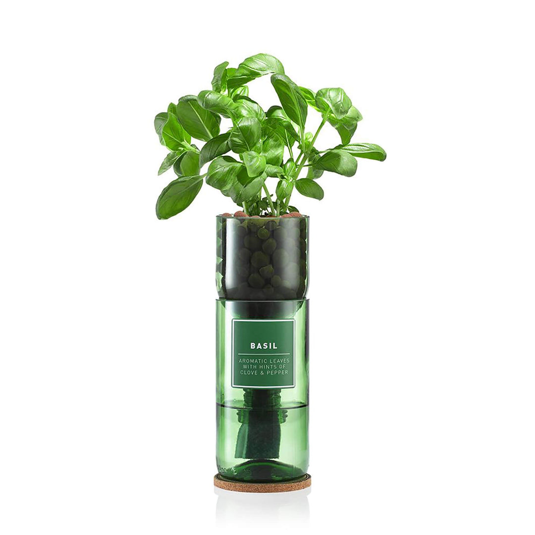 Hydro Herb Basil Hydroponic Growing Kit - Norman & Vera Garden Emporium