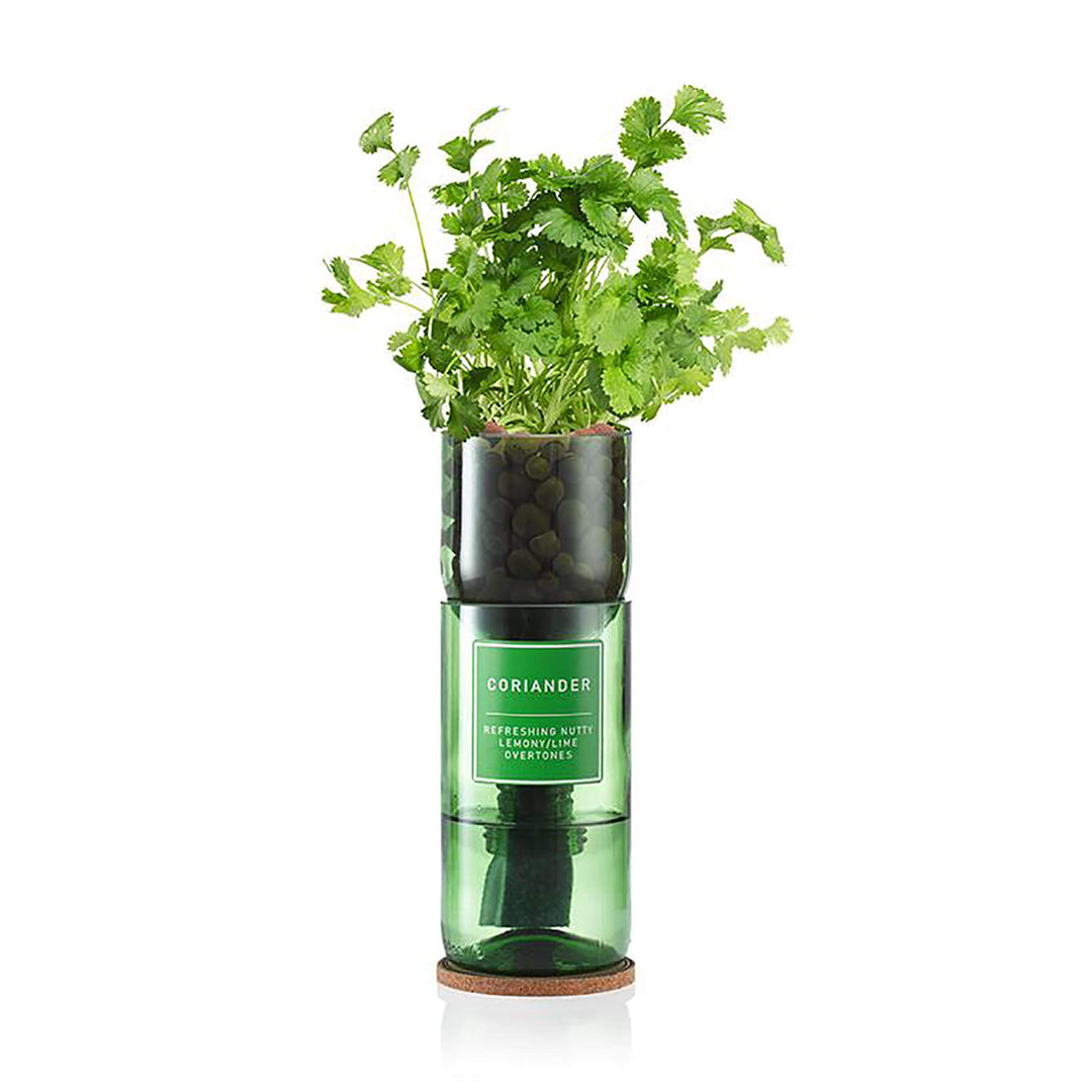Hydro Herb Coriander Hydroponic Growing Kit - Norman & Vera Garden Emporium