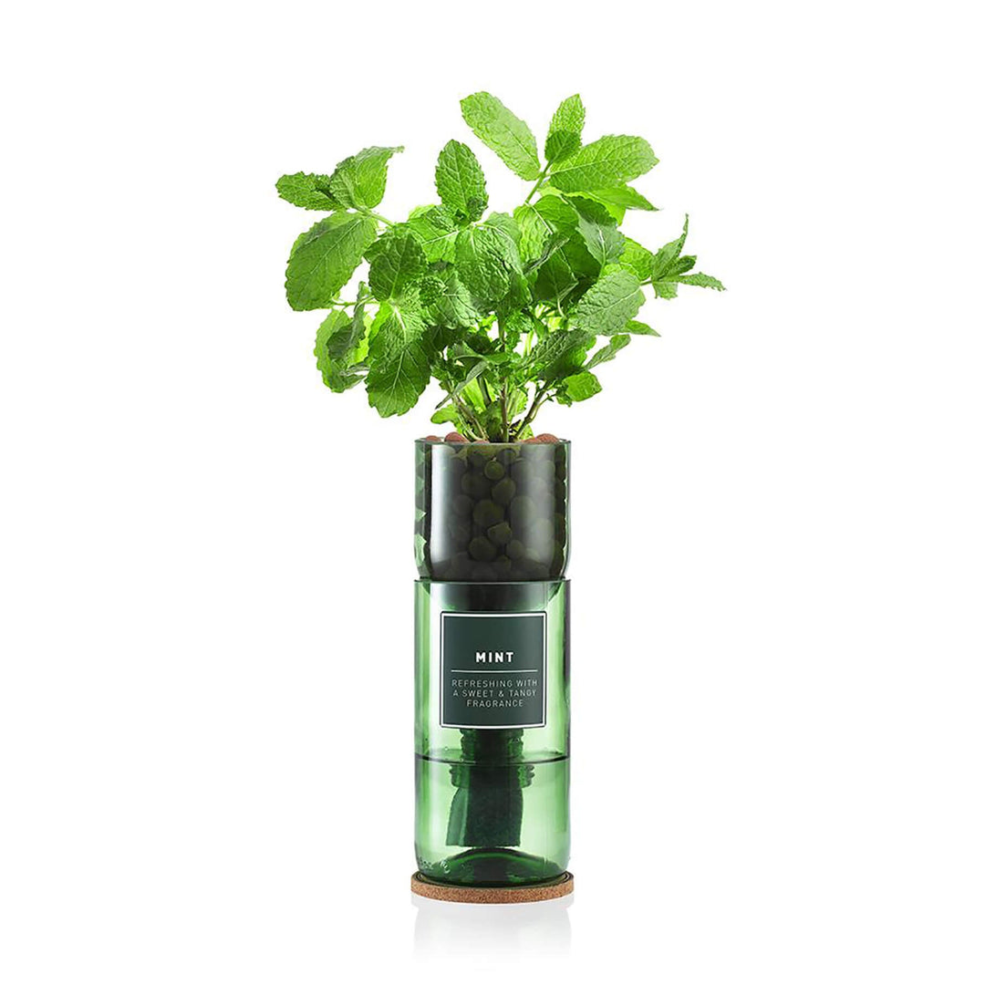 Hydro Herb Mint Hydroponic Growing Kit - Norman & Vera Garden Emporium
