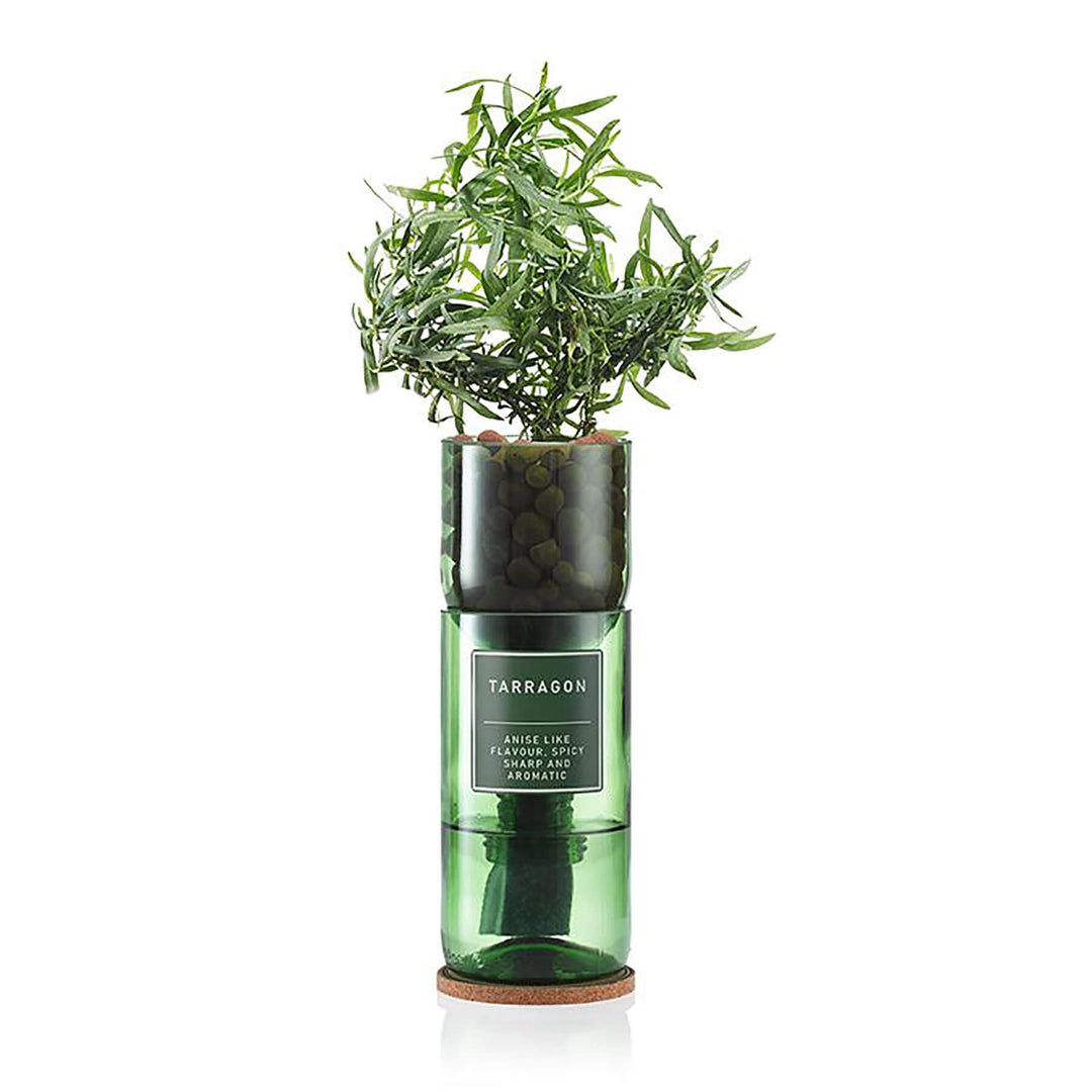 Hydro Herb Tarragon Hydroponic Growing Kit - Norman & Vera Garden Emporium