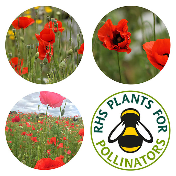 Seedball Poppy Seed Wildflower Seed Tin - Norman & Vera Garden Emporium