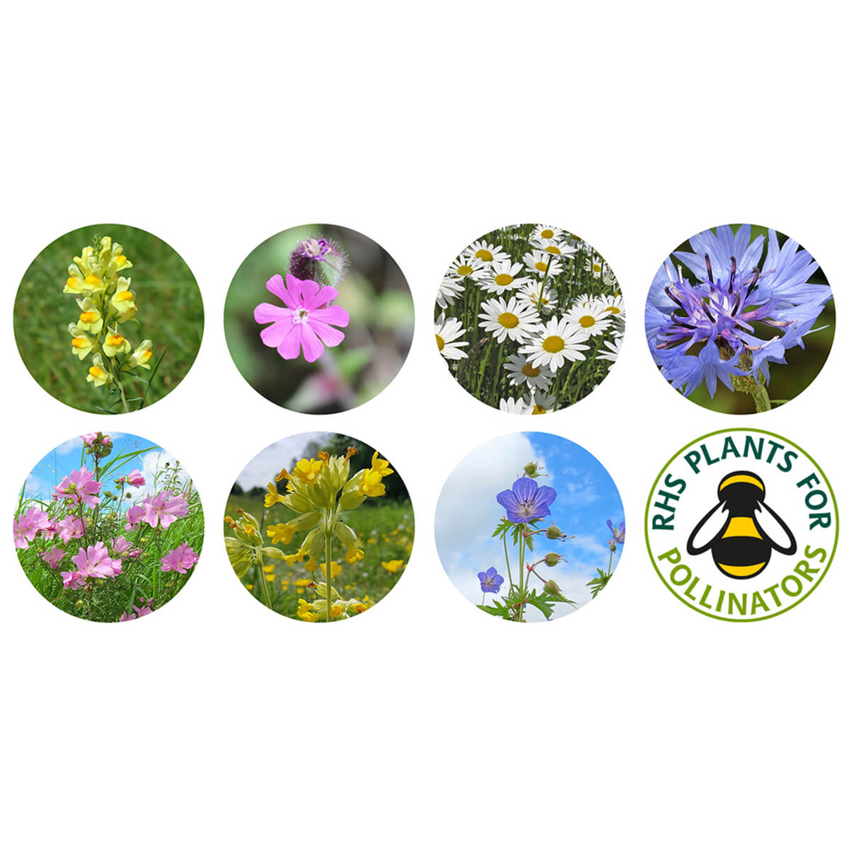 Seedball Urban Meadow Wildflower Seed Mix Tin - Norman & Vera Garden Emporium